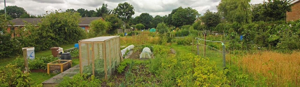 Mill Chase Allotments