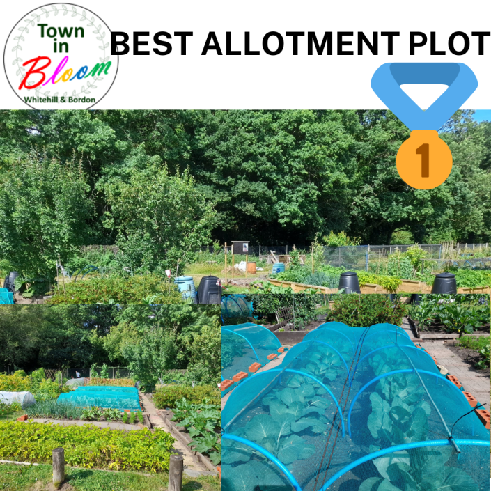Picture of allotment plot
