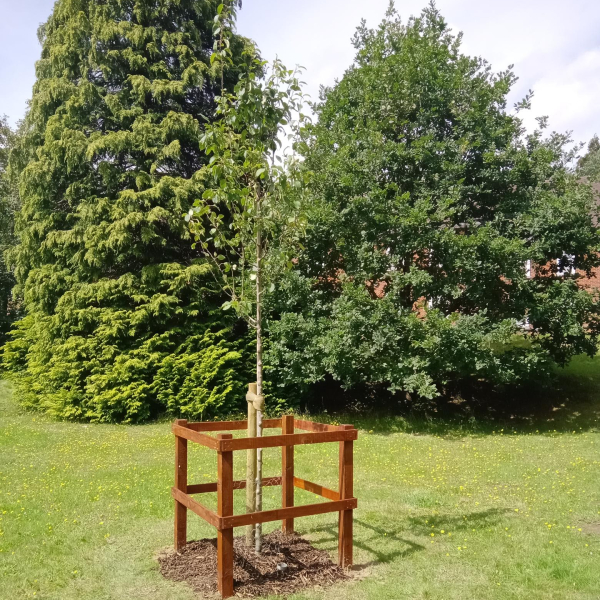Covid Memorial Tree with wooden frame